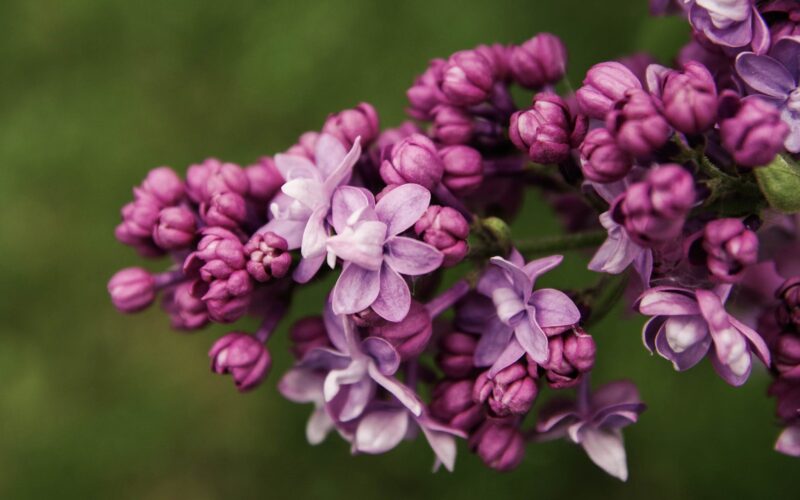 A close up of the beautiful lilac flower