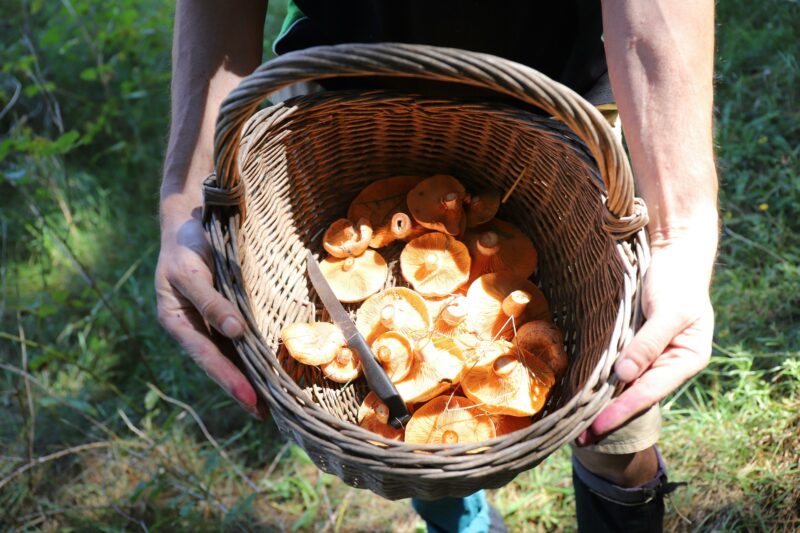 Person's hands holding a wicker basket with orange mushrooms