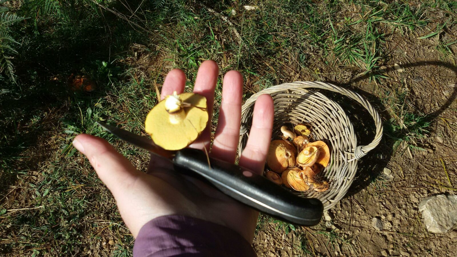 A hand holding a yellow mushrom and a knife over a basket of wild mushrooms