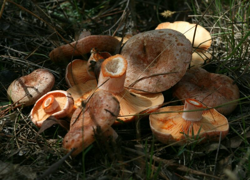 Cut Saffron Milk Caps lying on the forest floor