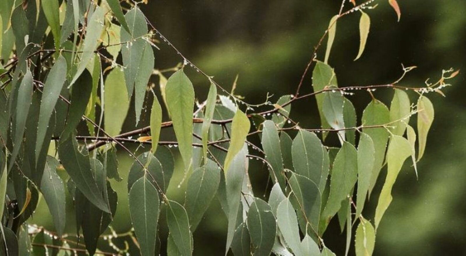 Image of gum leaves.