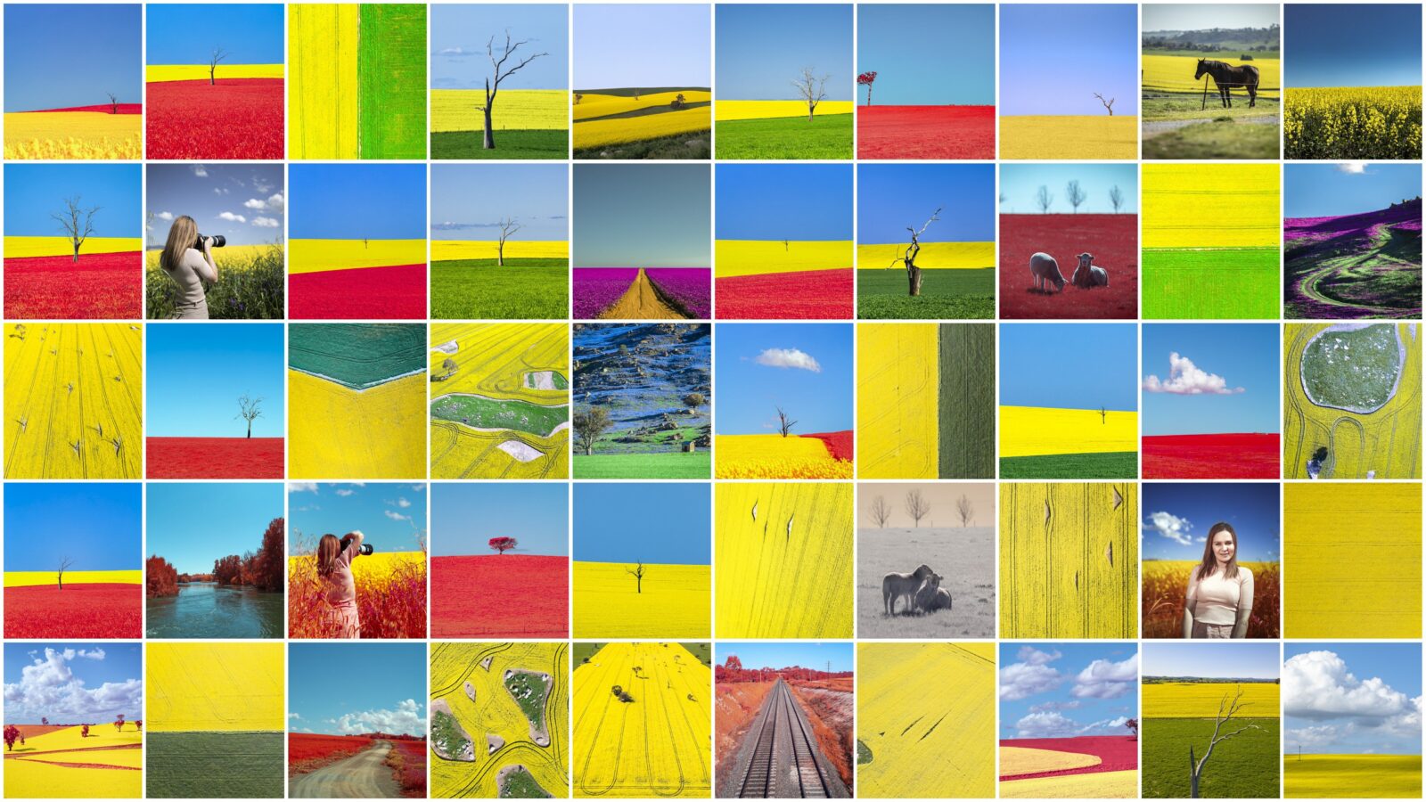 A collage of canola fields photography tour photographs