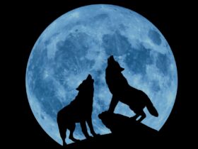 Photo of two wolves howling in front of a full moon