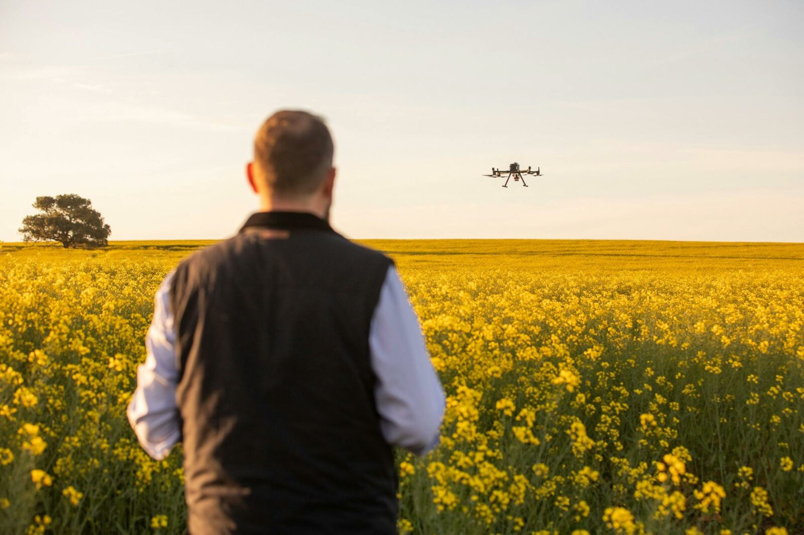 man flying drone in canola crop