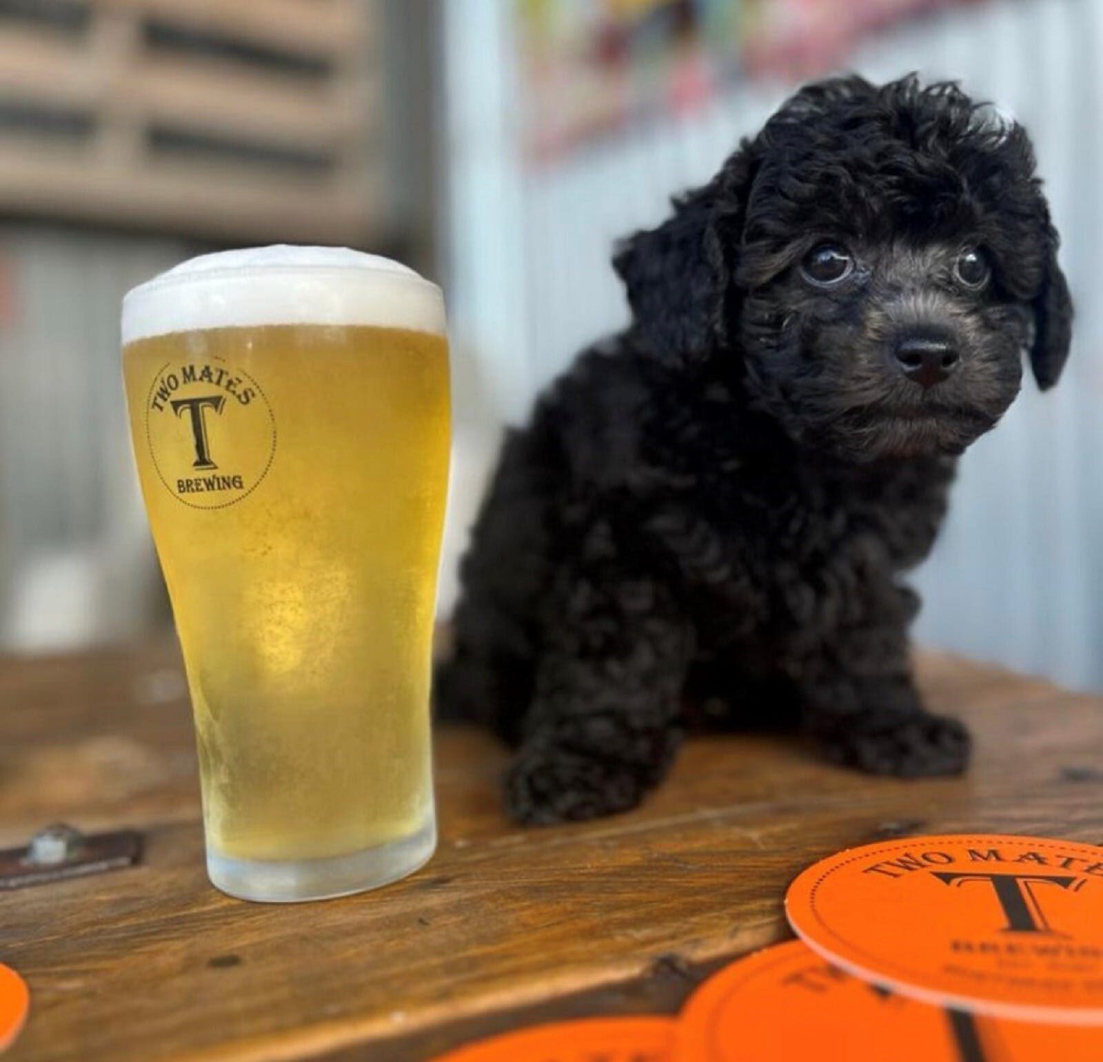Dog and beer