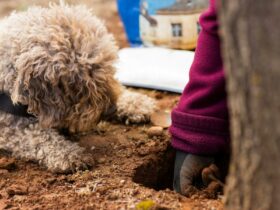 One of our truffle dogs helping unearth the wonderful black truffle
