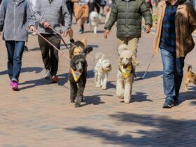 3 dogs walking with their humans, all dogs are wearing a Flynn's Walk bandana