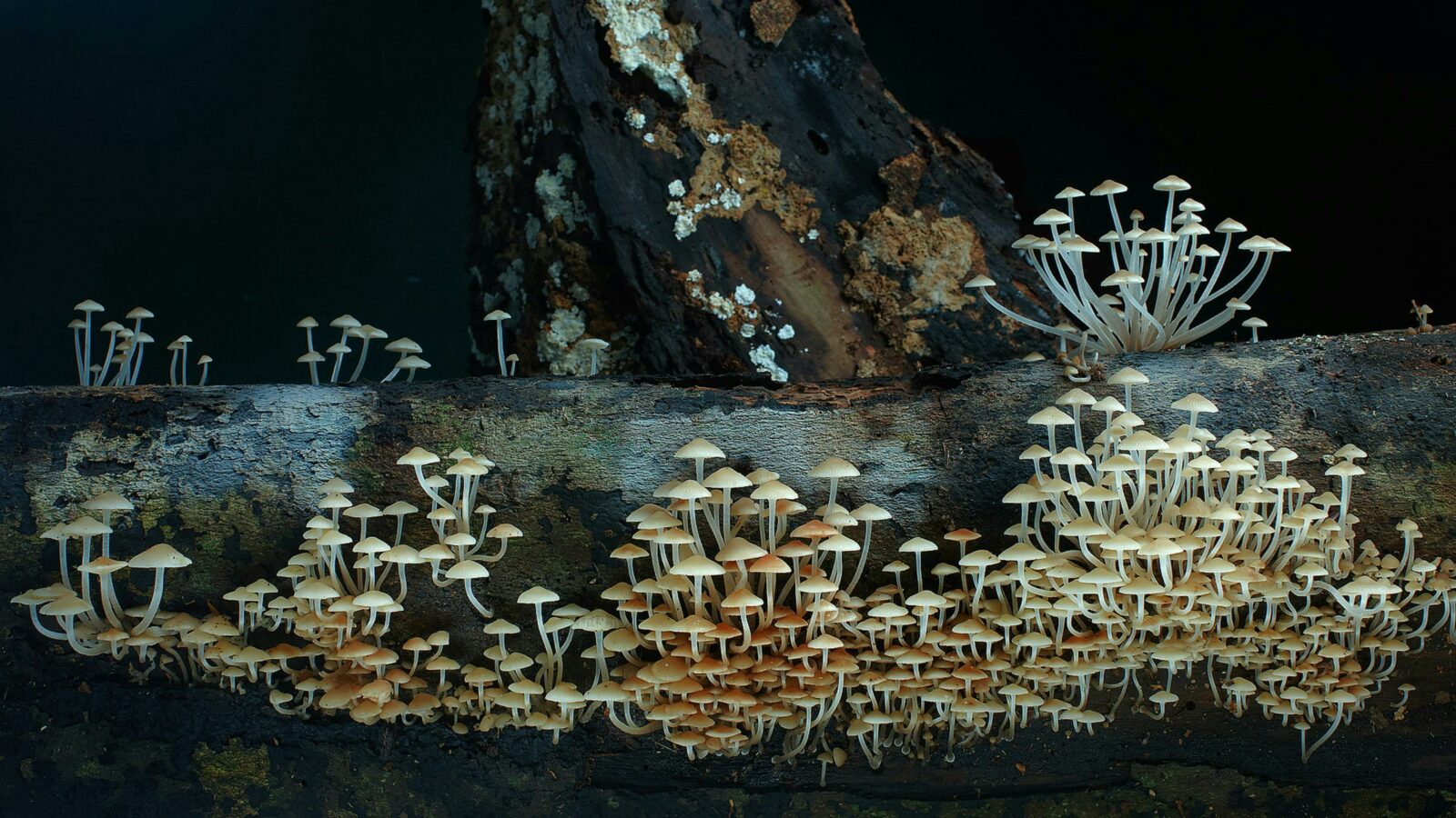 A fungi fairyland