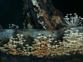 A fungi fairyland