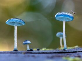 Amazing blue fungi