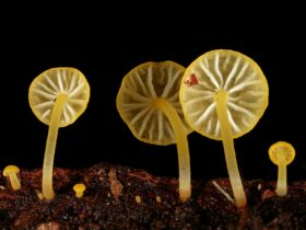 Yellow fungi with gills facing photographer