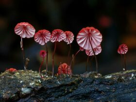 Red fungi with gills facing photographer