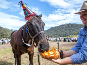 Horses Birthday Festival