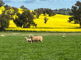 Canola and Lambs in Spring at Cootamundra