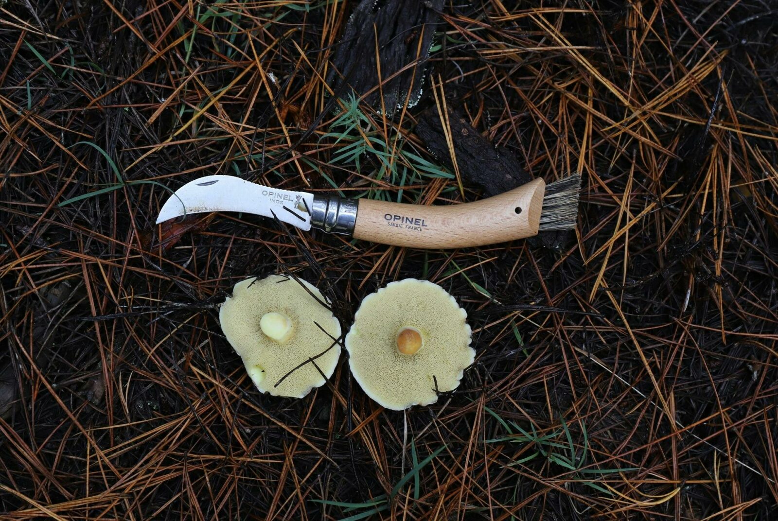 Two wild mushrooms and a mushrooming knife lying on pine needles