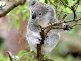 A young koala on a small branch