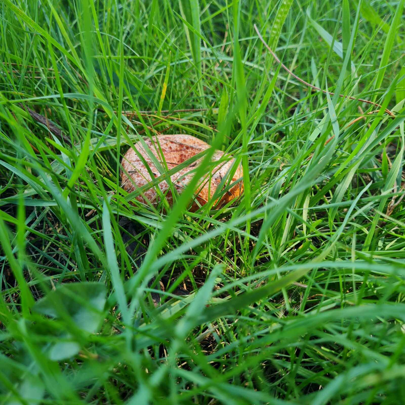 A red pine mushroom growing in grass
