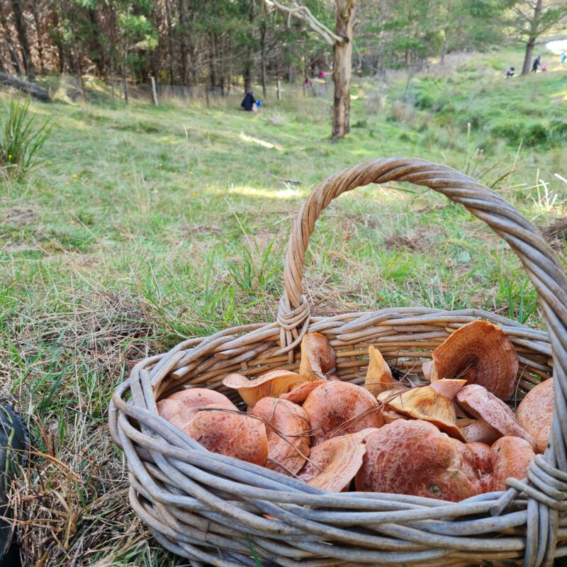 A wicker basket with Saffron Milk Cap mushrooms standing on a meadow