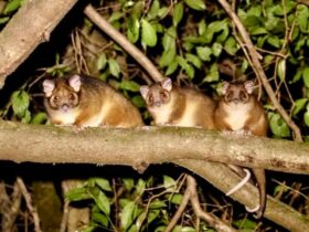 Ring-tailed possum adult and two young on a branch