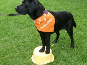 Guide Dogs NSW