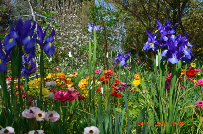 Dutch irises, daffodils, ranuculus, liliums and more beautiful bulbs