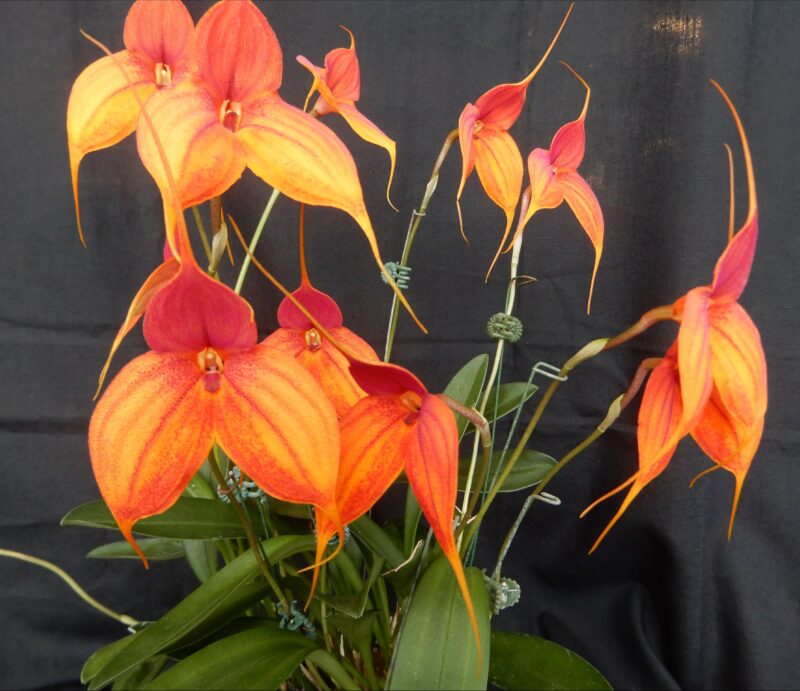 A wonderful example of a Masdevallia orchid which are not seen on our benches very often