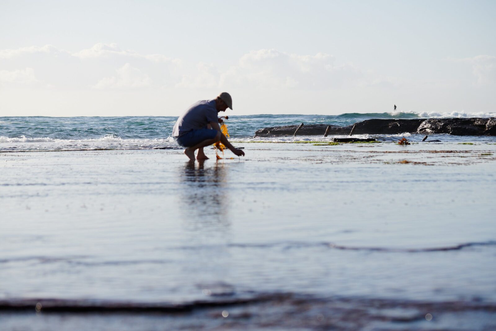 man crouching on a rock platform by the sea collecting seaweeds