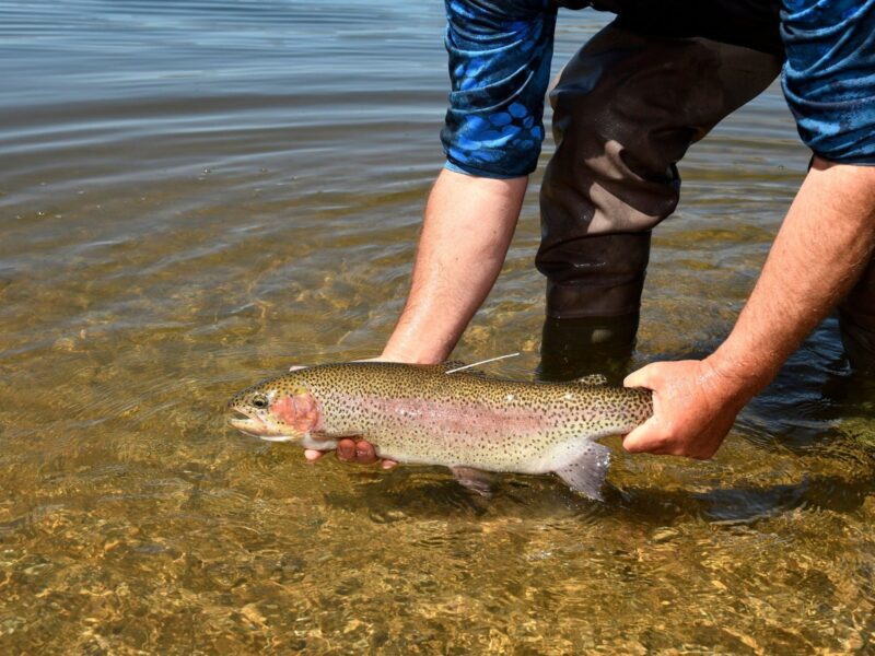 Fish the Snowy Trout Challenge for your chance to win Cash Prizes, Snowy Mountains NSW