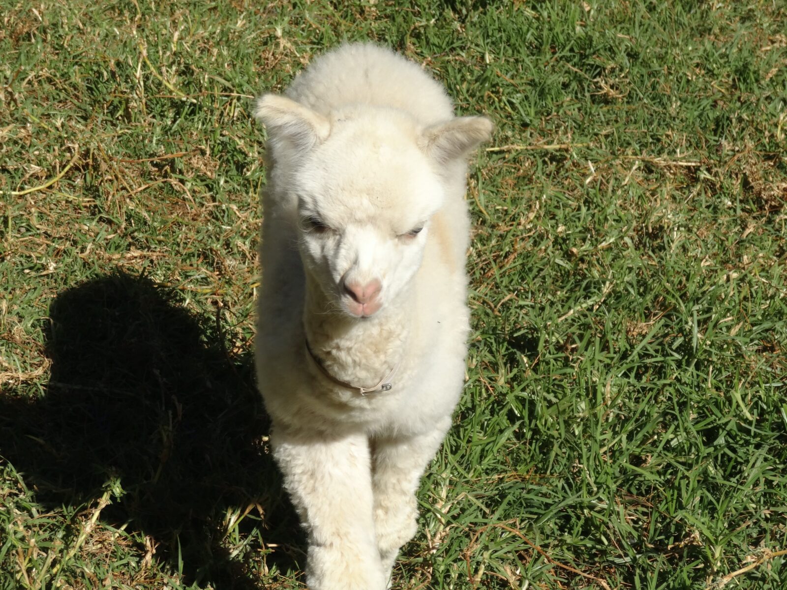 You may be lucky and find a young alpaca to photograph