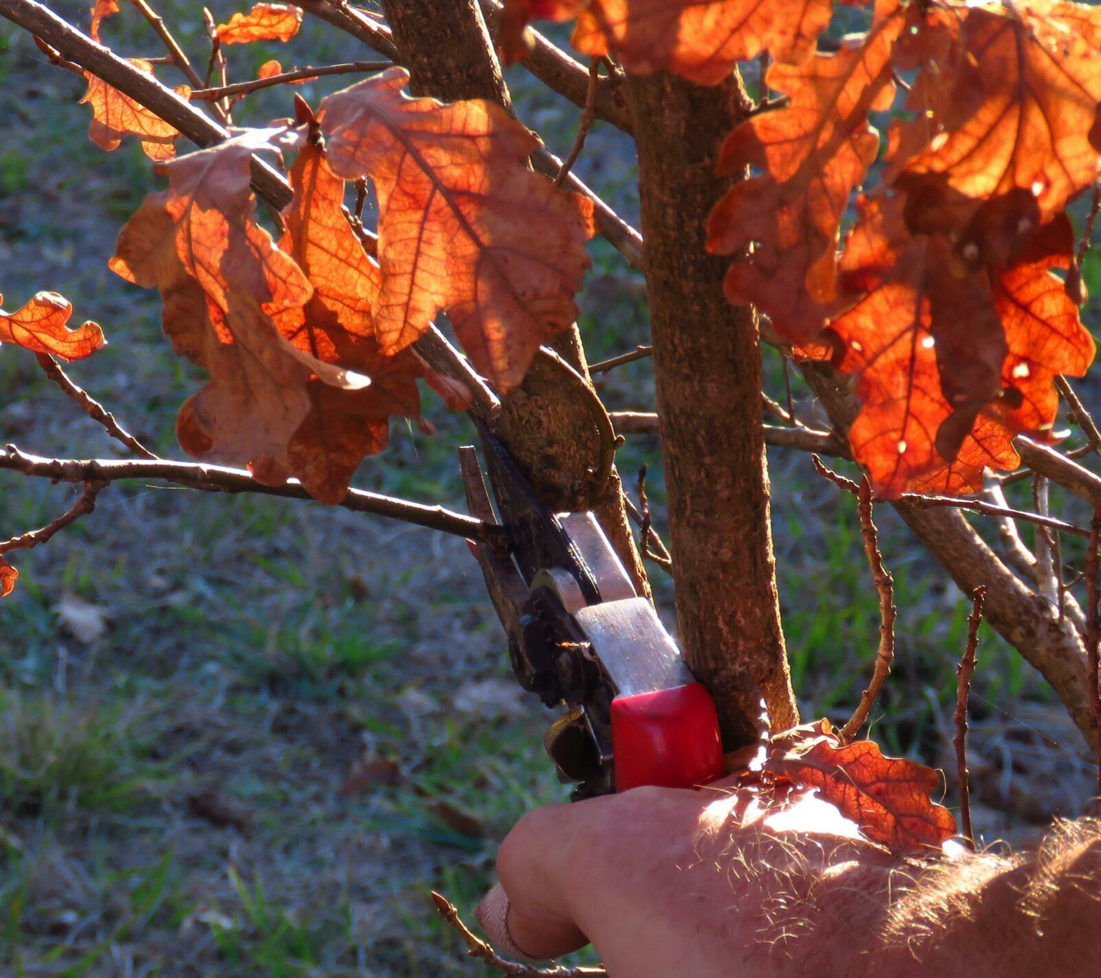 Learn about the care of trees to maximise truffle production, then practice on your adopted trees