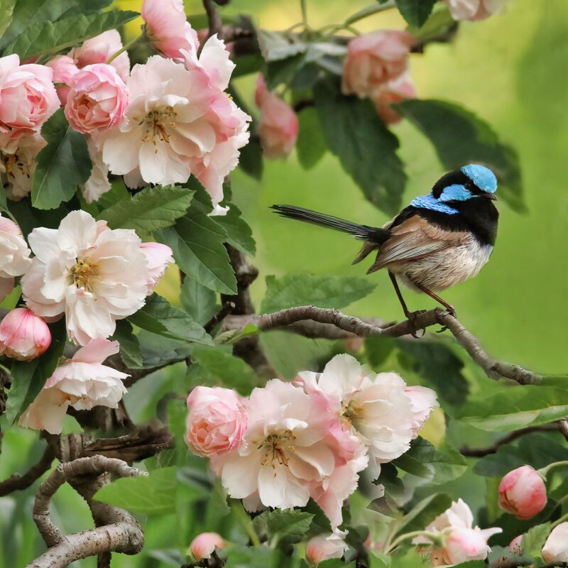 Small blue, black and white wren sitting on a branch with pink blossom around