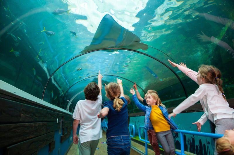 children pointing at ray in aquarium