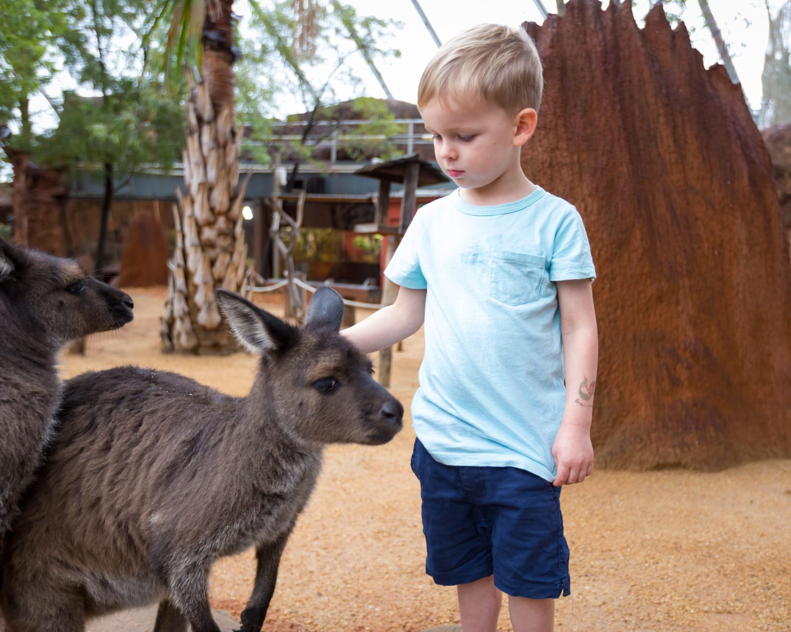 little boy patting kangaroo