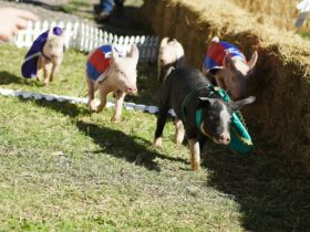 Piglets racing on our track