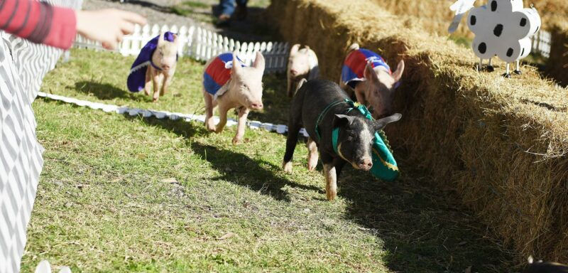 Piglets racing on our track