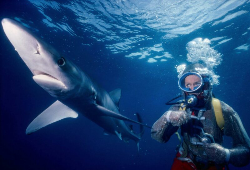 Valerie Taylor testing her chainmail suit while scuba diving with Blue Sharks in waters off Californ