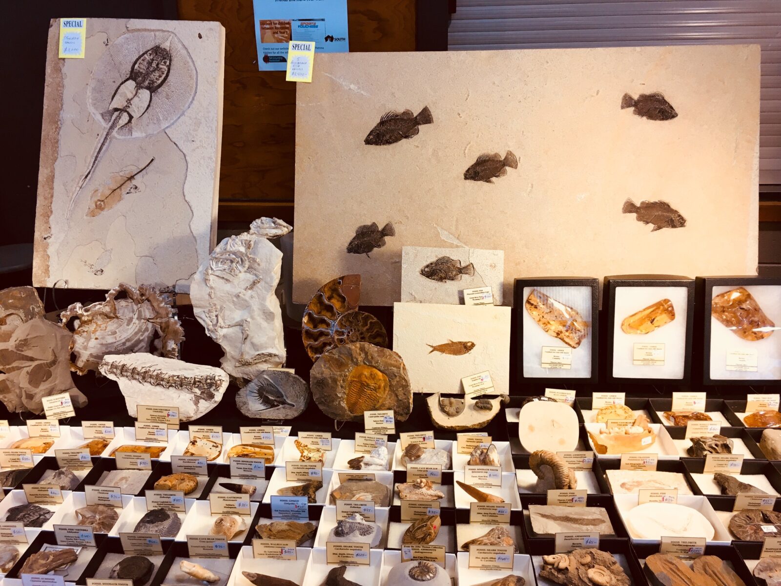 Fossils, Crystal Encounters