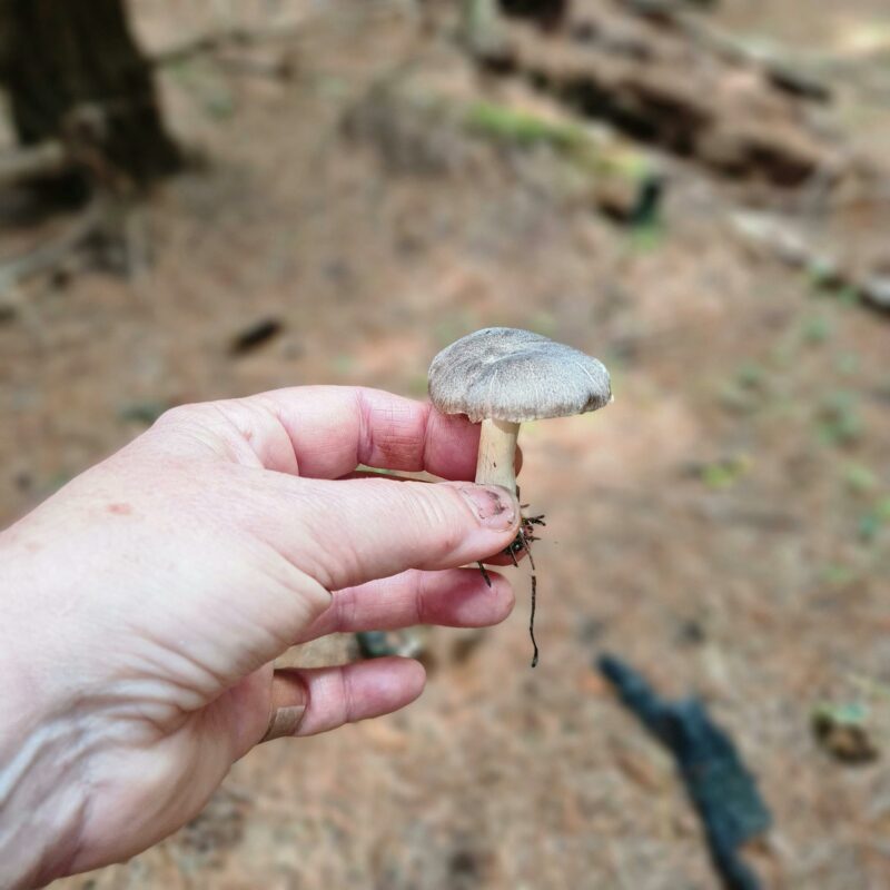 Hand holding a grey wild mushroom