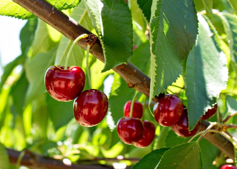 Pick your own Cherries at Ballinaclash Orchard