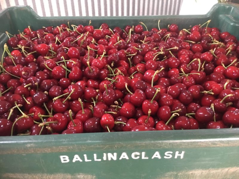 Freshly picked Ballinaclash cherries.
