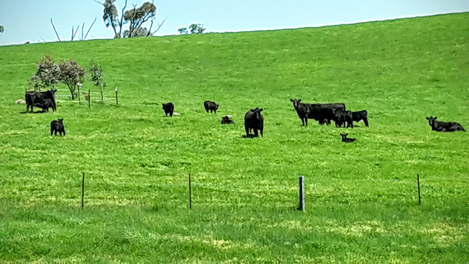 Angus cattle