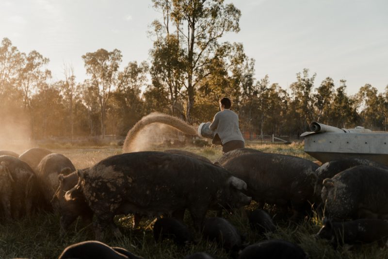 Pigs being fed at Bundarra Berkshires in Barham