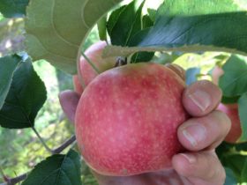 A delicious Pink Lady Apple