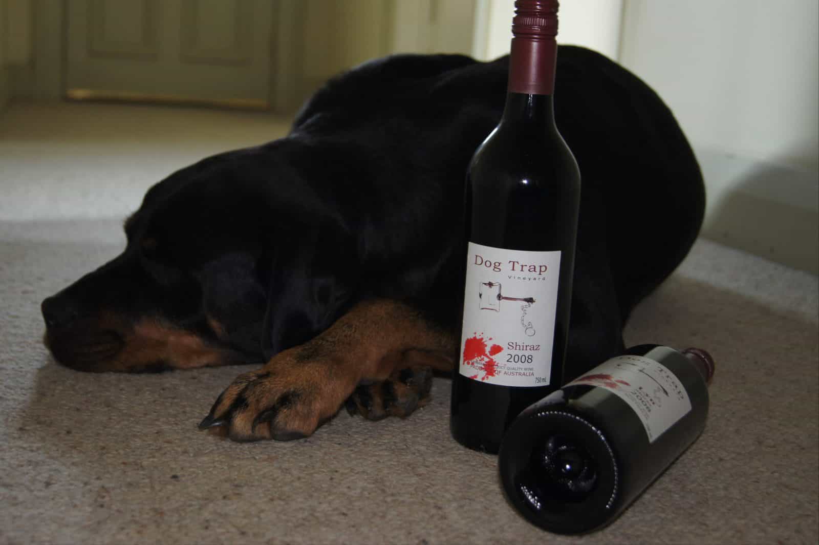 Dog Trap's wine and their dog