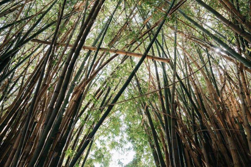 Bamboo Entrance