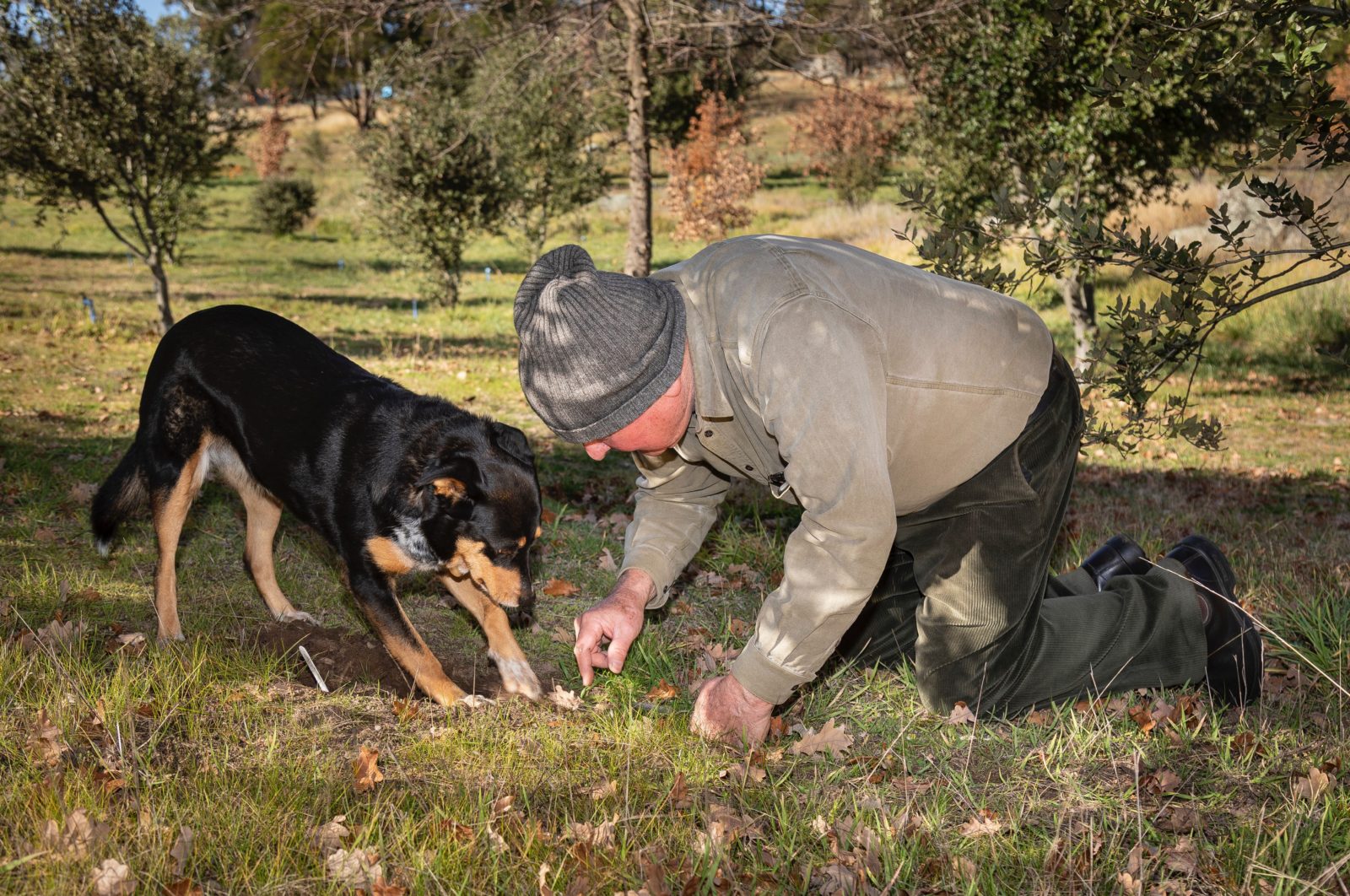 Truffle dog Bella assists Dick in locating a truffle in the soil