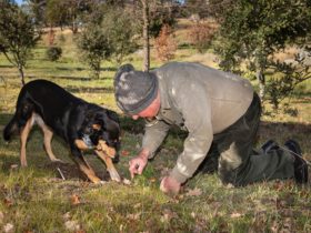 Truffle dog Bella assists Dick in locating a truffle in the soil