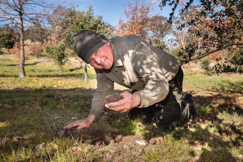 Dick holding a truffle that Bella has located in the soil