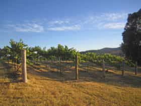 Vines at Flyfaire Wines