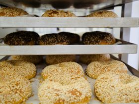 A tray of sesame bagels